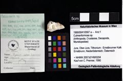 Foto (Objket + Etiketten) von Culmenformosa sp. 